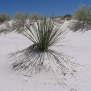 White Sands